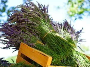 e29c8a692ca3a115682adb53db783fcd